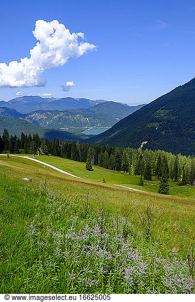 Blick auf eine Sommerwiese in den bayerischen Alpen