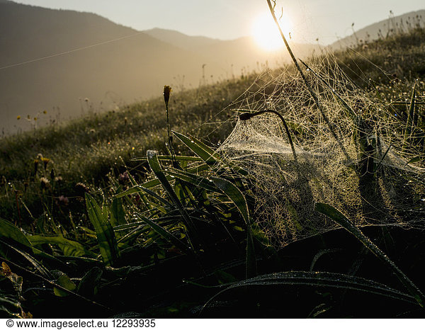 Blick auf einen Berg mit Spinnennetz auf Gras im Vordergrund  Schwarzwald  Yach  Elzach  Baden-Württemberg  Deutschland