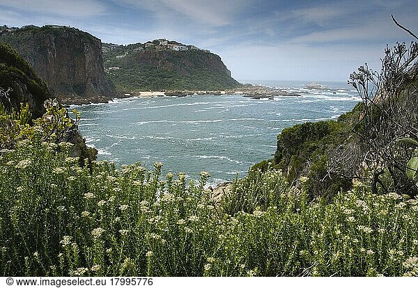 Blick auf Küstenlinie und Klippen  Featherbed Nature Reserve  Knysna  Westkap  Südafrika