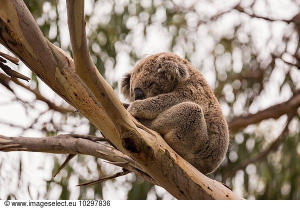 Blick auf Koala (phascolarctos cinereus) im Eukalyptusbaum  Phillip Island  Victoria  Australien