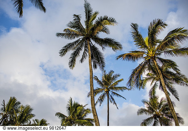 Blick auf Palmen  Kaaawa  Oahu  Hawaii  USA