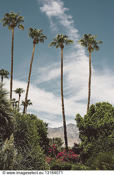 Blick auf Palmen Laub und entfernte Berge Palm Springs Kalifornien USA