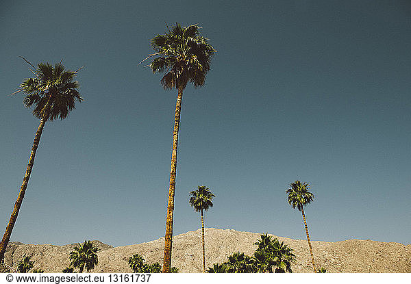 Blick auf Palmen und Berge  Palm Springs  Kalifornien  USA
