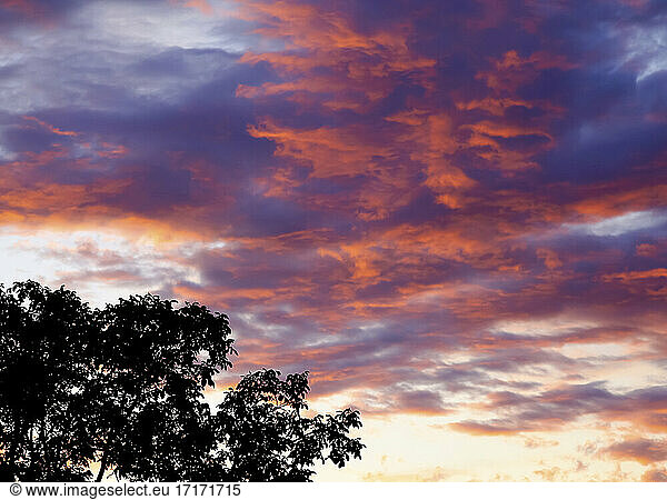 Blick auf Sommer Sonnenuntergang Himmel und Baum Zweig Silhouette