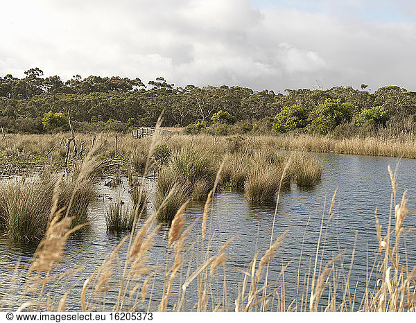 Blick auf Sumpfgräser und Feuchtgebiete  Anglesea  Victoria  Australien