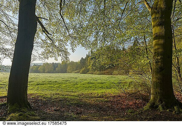 Blick auf Waldwiese im Frühling  Vielbrunn  Michelstadt  Odenwald  Hessen  Deutschland  Europa