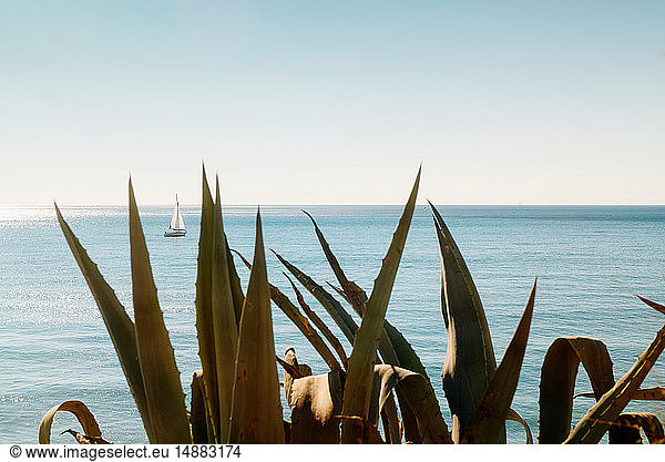 Blick aufs Meer durch Aloe Vera-Pflanze