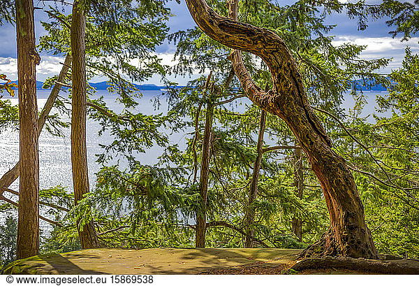 Blick durch die Bäume eines Waldes auf den Pazifischen Ozean und die Küstenlinie entlang des Chuckanut Drive außerhalb von Bellingham; Washington  Vereinigte Staaten von Amerika