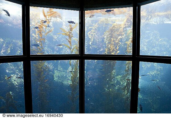Blick durch ein Aquarienfenster  Unterwasser  Fische und Pflanzen