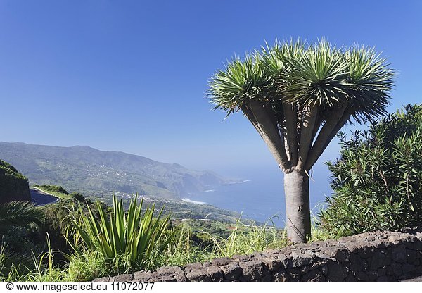 Blick vom Mirador de la Tosca auf die Nordküste,  Kanarischer Drachenbaum (Dracaena draco),  bei Barlovento,  La Palma,  Kanarische Inseln,  Spanien,  Europa