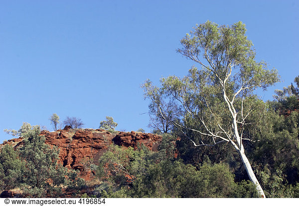 Blick von der Dales Gorge nach oben Karijini National Park Pilbara Region Westaustralien WA