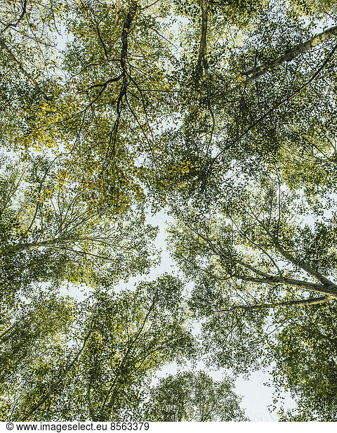 Blick von unten nach oben in das üppige  grüne Blätterdach des Waldes und die sich ausbreitenden Äste von Großblatt-Ahorn und Erle in Seattle.