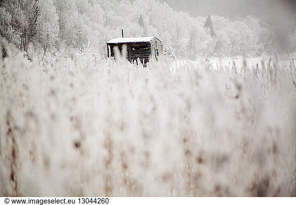 Blockhaus im Wald mit Pflanzen im Vordergrund im Winter