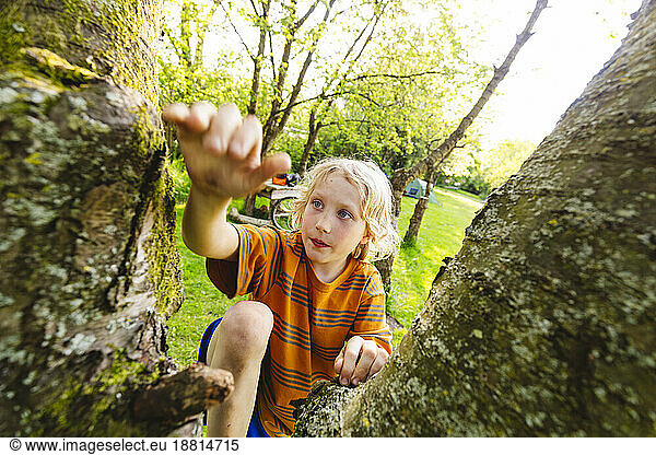 Blond boy climbing tree in park