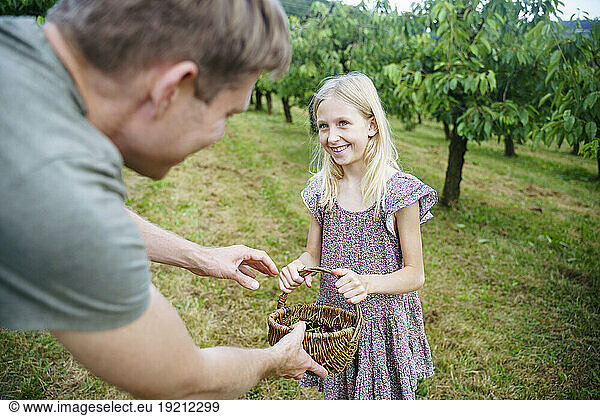Blond daughter giving cherry basket to father in garden
