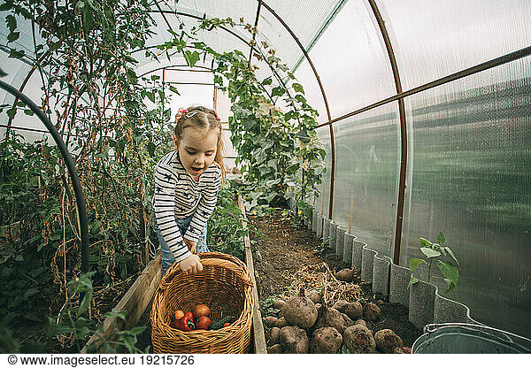Blond girl harvesting tomatoes and red bell peppers at greenhouse
