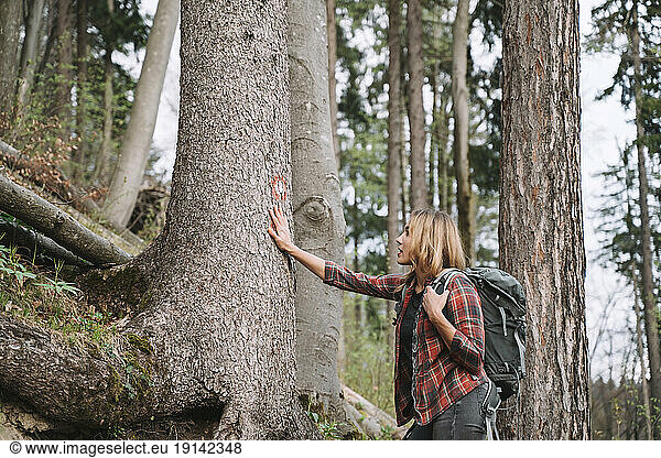 Blond hiker touching tree trunk in forest