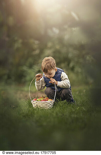 Blonde boy toddler looking inside basket full of apples outdoor