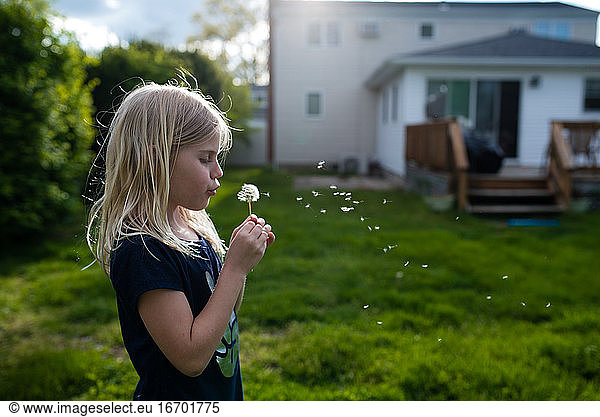 Blonde little girl blowing dandelion seeds