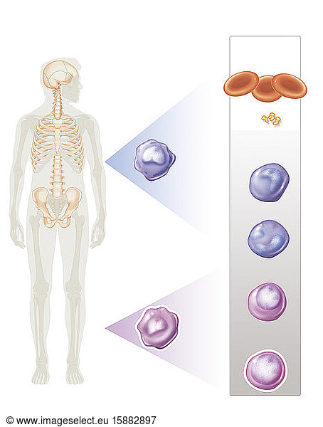 Blood Cells (hematopoiesis) Form From The Bone Marrow Of Flat Bones ...