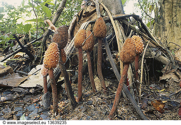 Blood mushroom (Helosis guyanensis) a parasitic true flowering plant in the Peruvian Amazon. It is used to stop bleeding as an astringent and for dysentery.