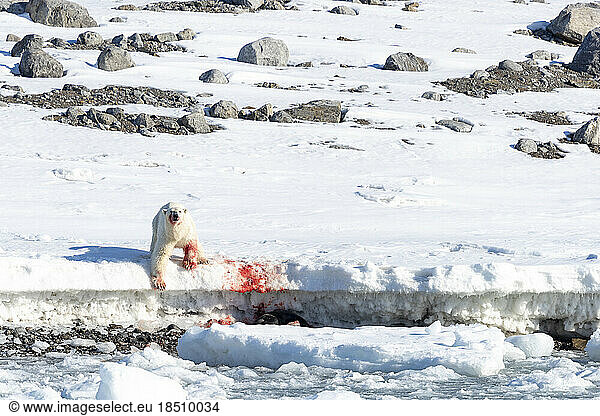 bloody hunting scene of a polar bear having caught a seal