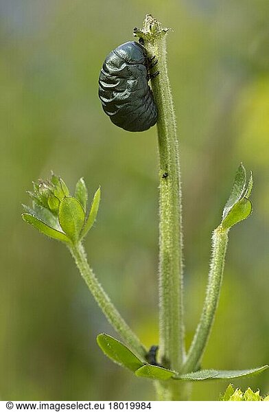 Bloody-nosed Beetle (Timarcha tenebricosa) larva  feeding on Hedge Bedstraw (Galium mollugo) at coast  England  United Kingdom  Europe