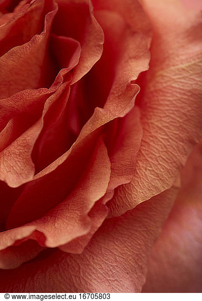 Bloom of Rose Petals Up Close