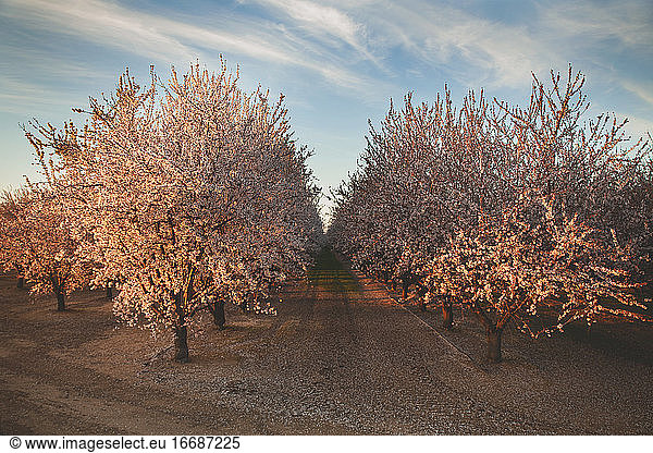 Blooming almond orchard under cloudy skies