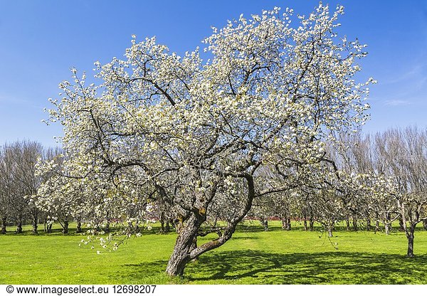 Blooming apple tree in spring season on a lawn with trees in background  Södermanland  Sweden.