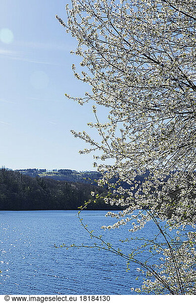 Blooming cherry tree in front of lake on sunny day
