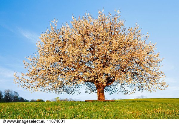 Blooming cherry tree Switzerland.