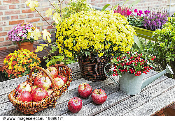 Blooming chrysanthemums  eastern teaberries and ripe apples lying on balcony table