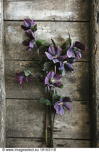 Blooming hellebores lying on wooden table