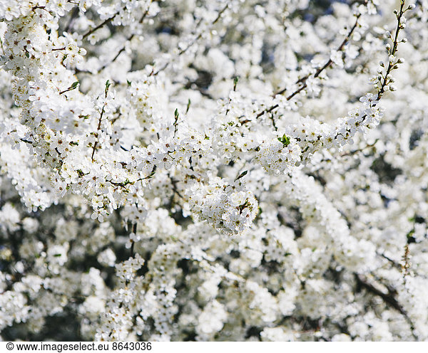 Blooming ornamental cherry trees. White frothy blossom. Spring in Seattle.