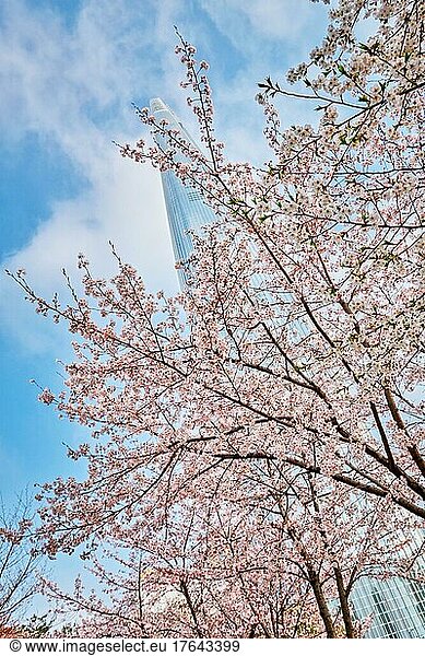 Blooming sakura cherry blossom branch with skyscraper building in background in spring  Seoul  South Korea  Asia