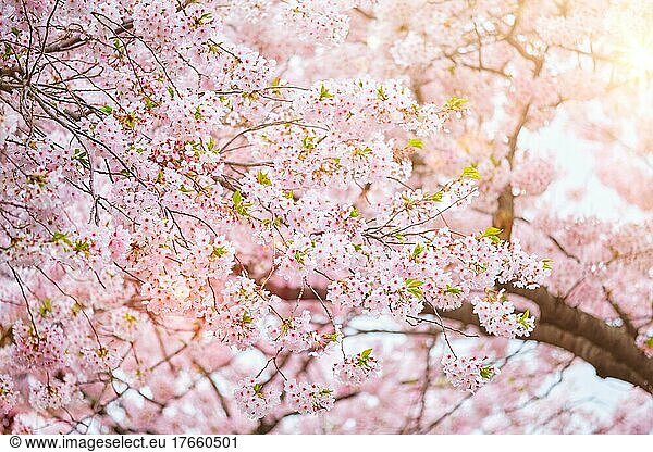 Blooming sakura cherry blossom close up background in spring  South Korea. With sun and lens flare