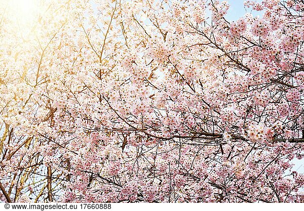 Blooming sakura cherry blossom close up background in spring  South Korea. With sun and lens flare
