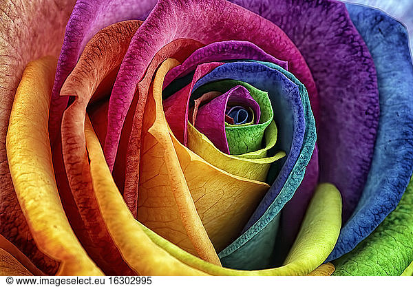 Blossom of prismatic coloured rose  Rosa  partial view