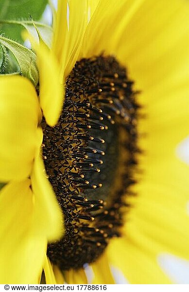 Blossom of sunflower (Helianthus annuus)  NRW  Germany  Europe