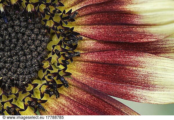 Blossom of sunflower (Helianthus annuus)  NRW  Germany  Europe