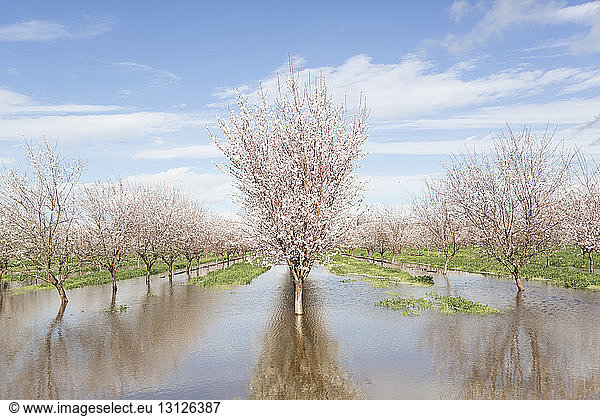 Blossom trees on field during flood