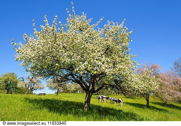 Blossoming apple trees with cow herd in spring  Tettnang  Baden-Wurttemberg  Germany.
