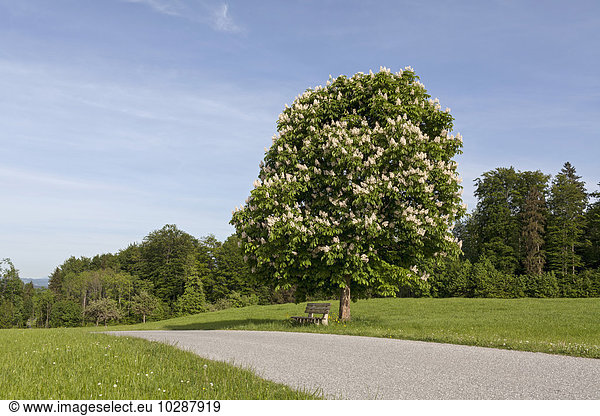 Blossoming chestnut tree at roadside in field  Bavaria  Germany