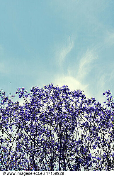 Blossoming jacaranda tree in spring