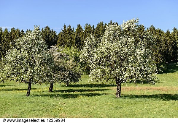 Blossoming organic fruit trees shot in bright spring light near Rottweil Baden Wuttenberg Germany.