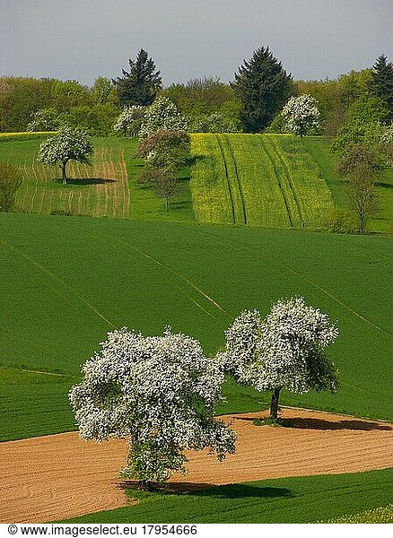 Blossoming pear trees european pear (Pyrus communis)  pear tree  pear tree  in spring scenery  pears  blossoming pear trees pear tree in spring scenery  pears
