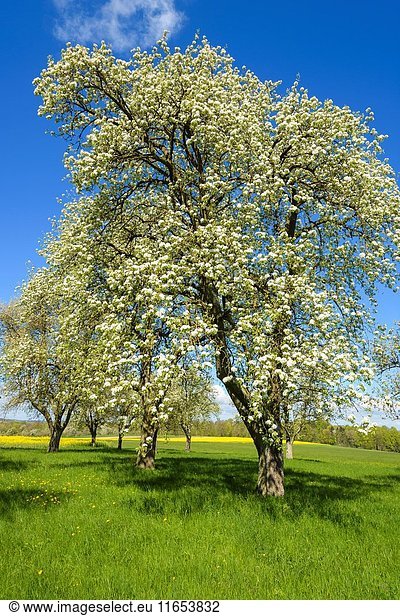 Blossoming pear trees in spring Lichtel Baden-Wurttemberg Germany.