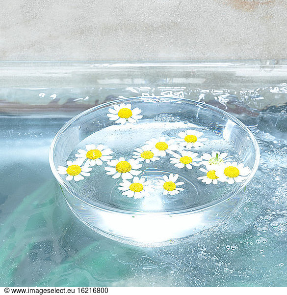 Blossoms of chamomiles in glass bowl  close-up