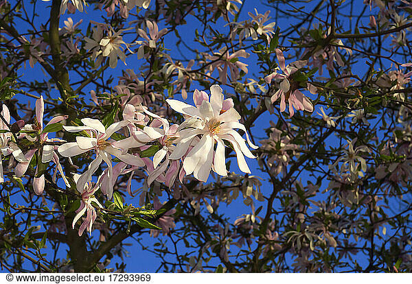 Blossoms of star magnolia (Magnolia stellata)